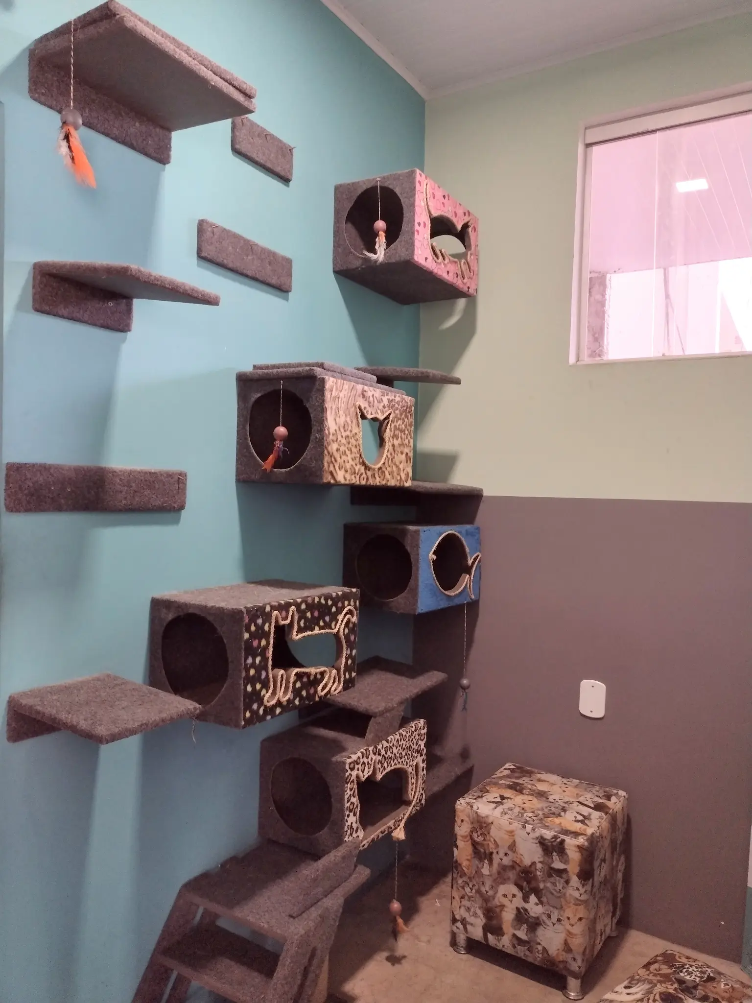 Espaço exclusivo para felinos
